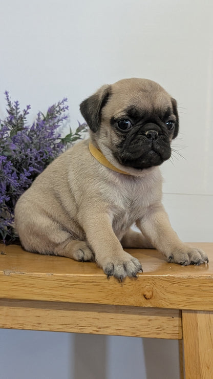 PUG (SEP 12) 4 MALES/1 FEMALE