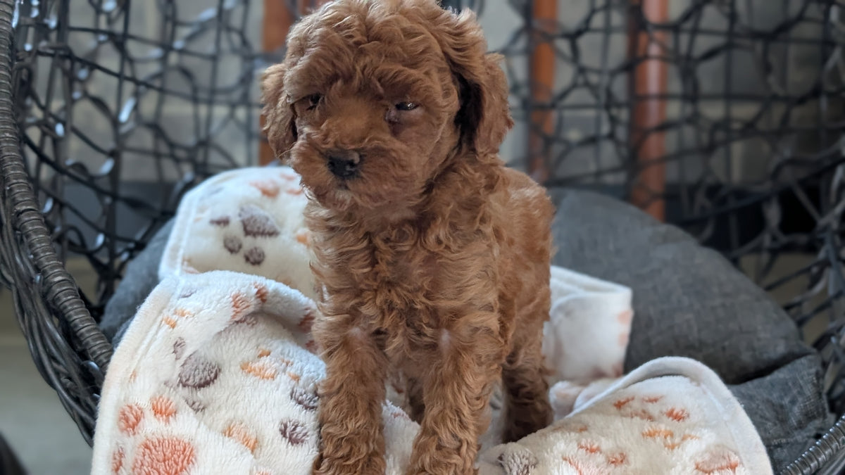 TOY POODLE (SEP 10) 4 MALES/2 FEMALES