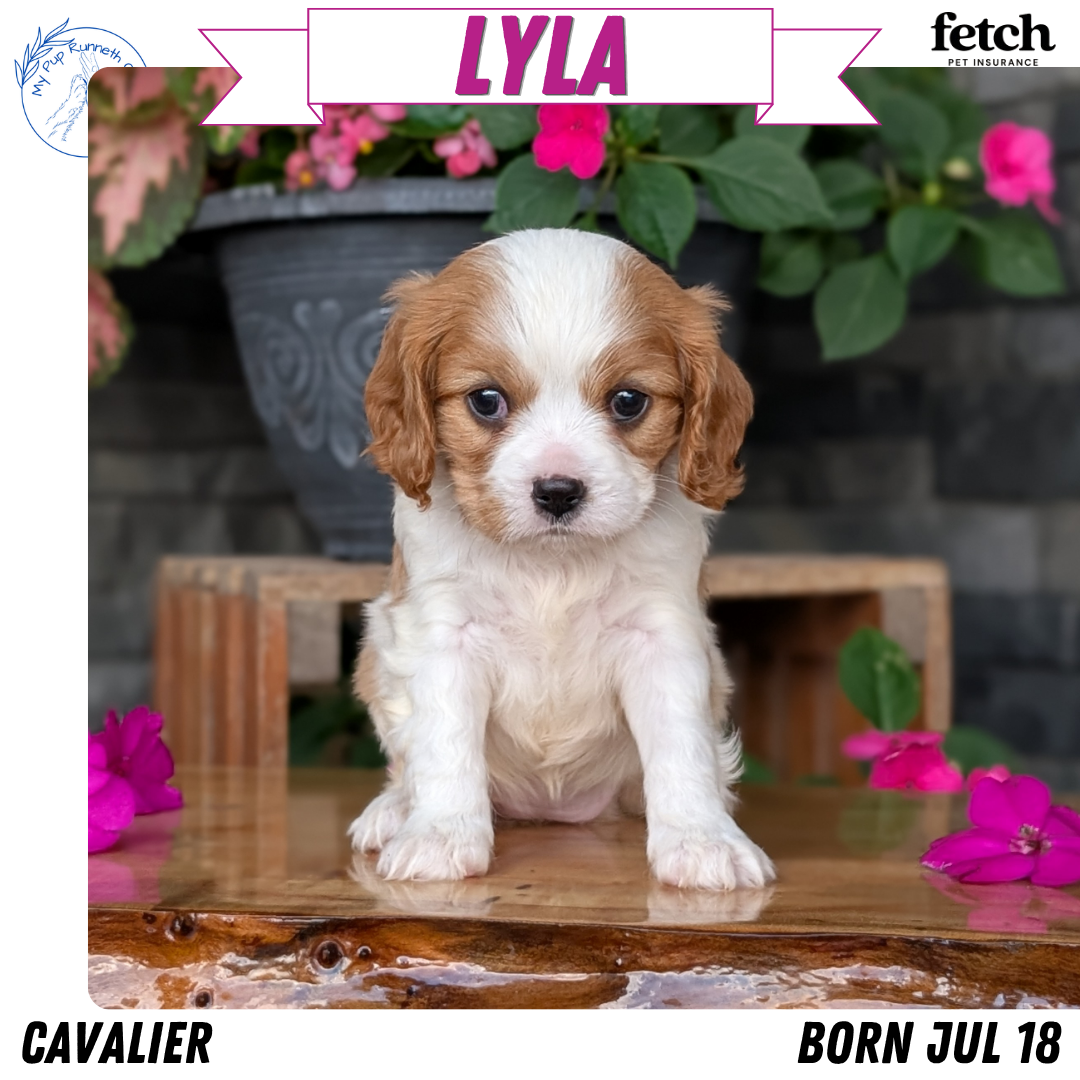 CAVALIER (JUL 18) 3 FEMALES/2 MALES