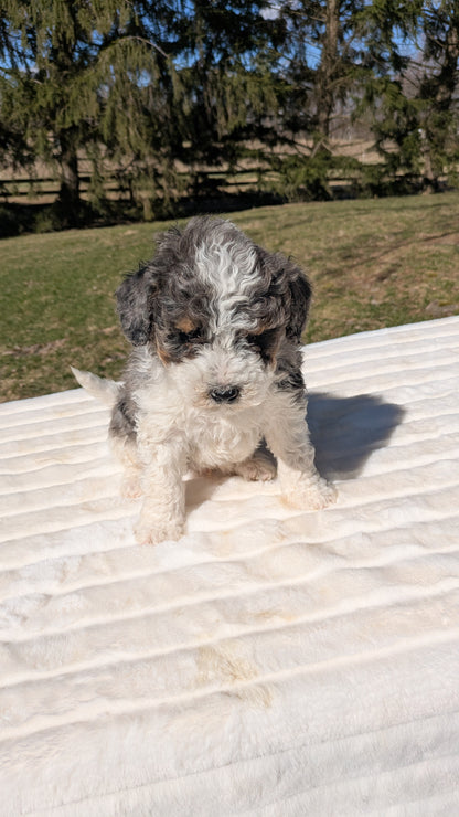 MINI BERNEDOODLE (02/09) MALE