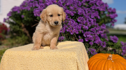 GOLDEN RETRIEVER (08/14) MALE