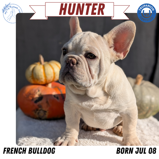 FRENCH BULLDOG (07/08) MALE