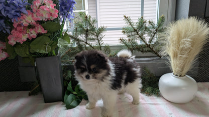 POMERANIAN (11/01) FEMALE