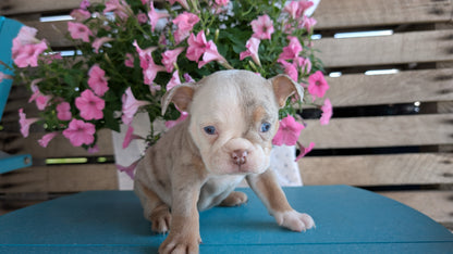 ENGLISH BULLDOG (06/30) FEMALE