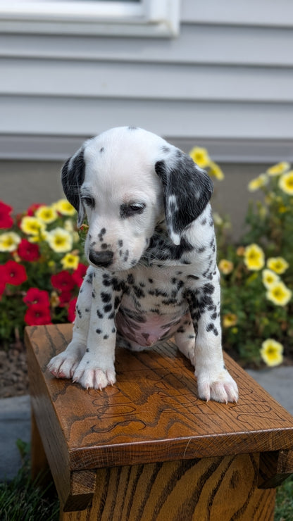 DALMATIAN (JUN 29) MALES