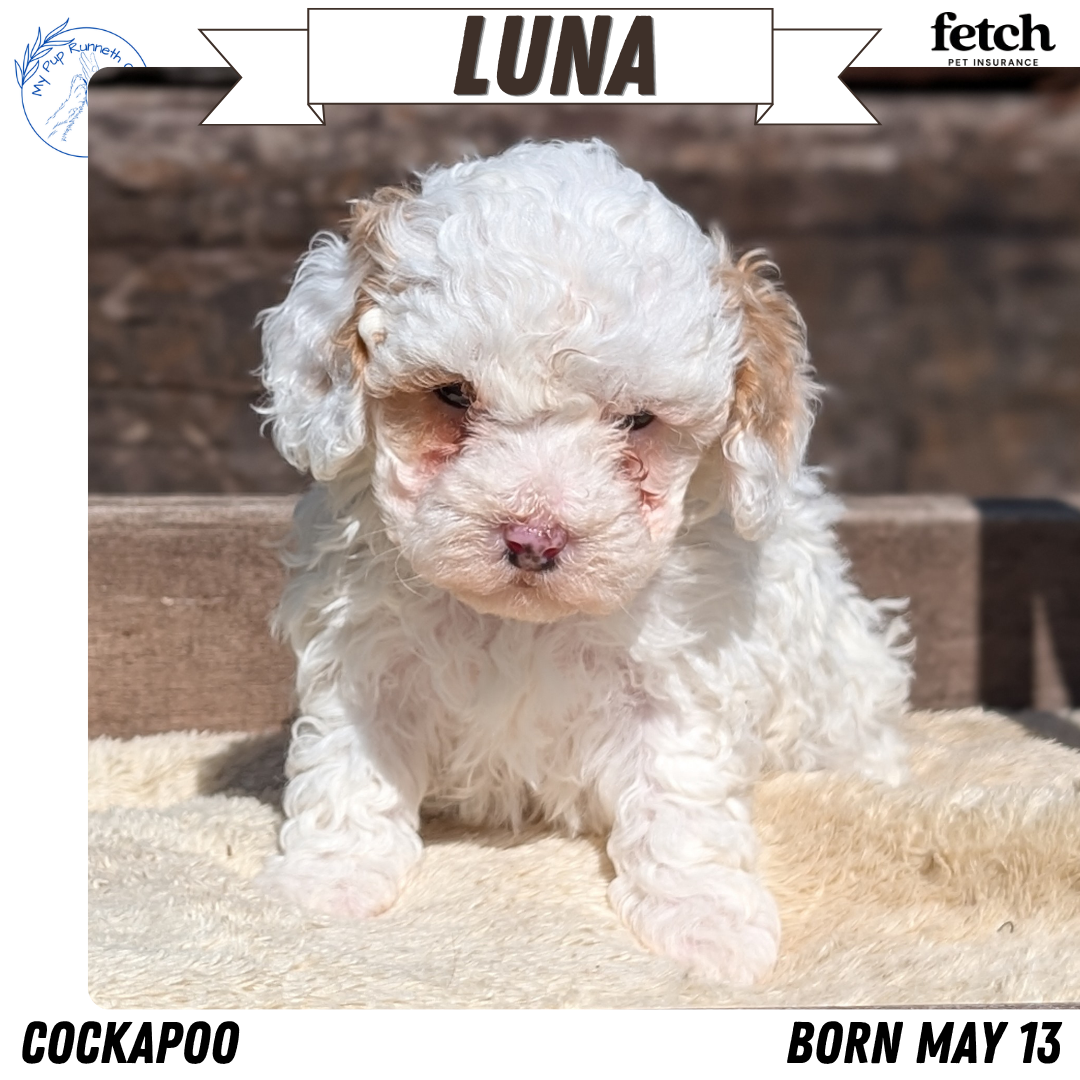 COCKAPOO (MAY 13) FEMALE