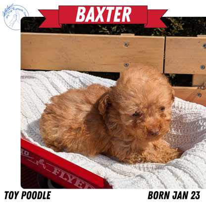 TOY POODLE (01/23) MALE