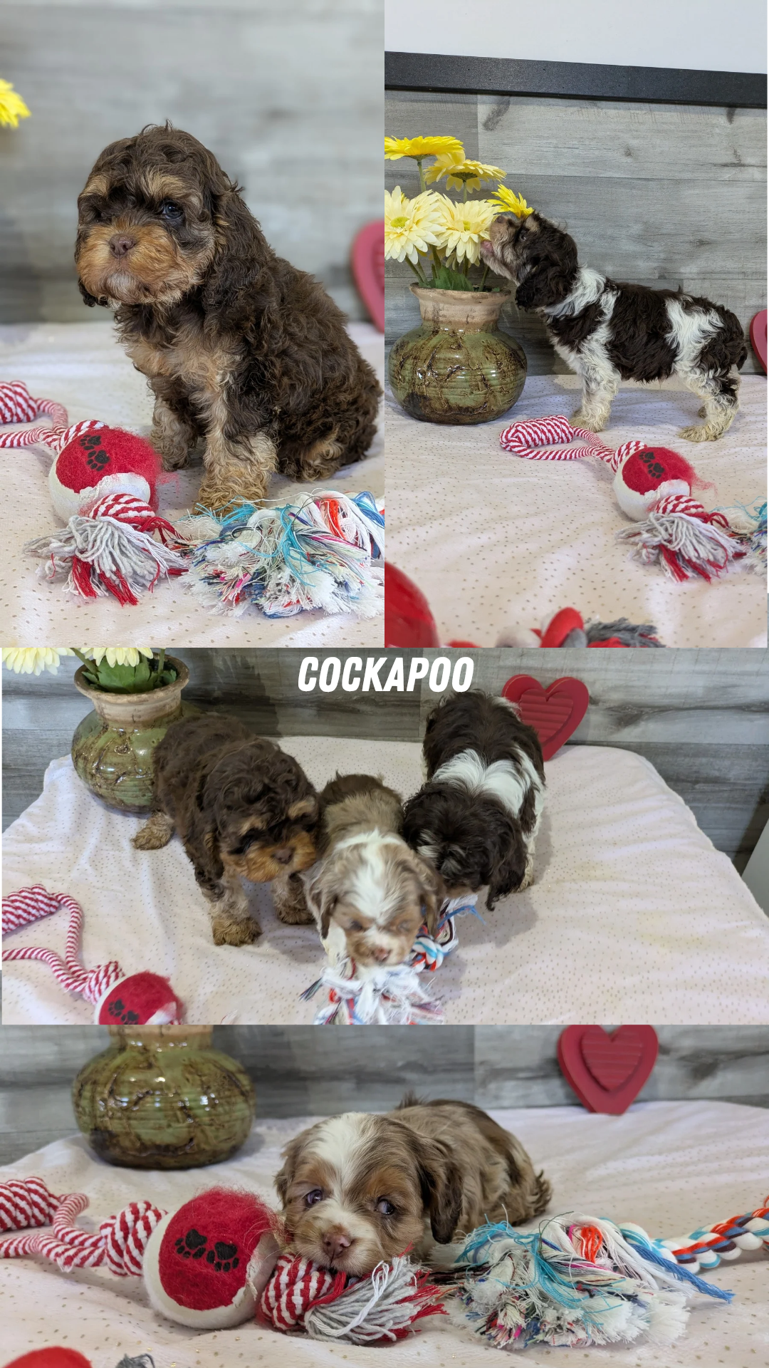 Cockapoo Temp COCKAPOO (12/11) FEMALE – My Pup Runneth Over