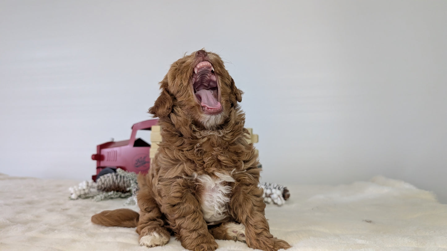 HAVAPOO (NOV 27) MALE