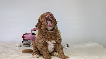 HAVAPOO (NOV 27) MALE