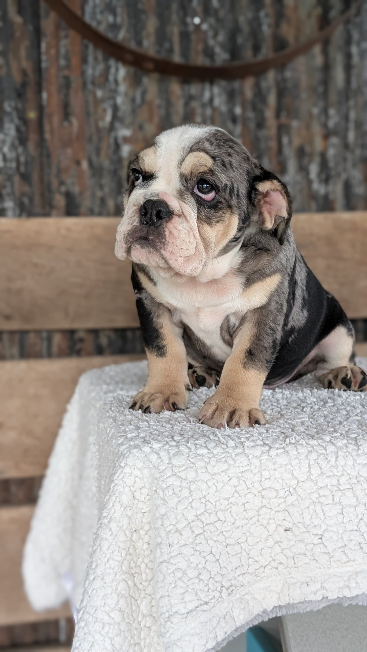 ENGLISH BULLDOG (JUN 29) 1 FEMALE/1 MALE