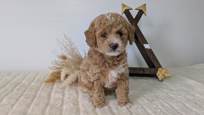 MINI GOLDENDOODLE (03/28) FEMALE