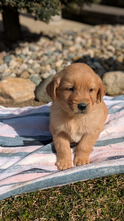 GOLDEN RETRIEVER (02/01) MALE