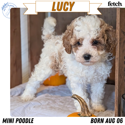 MINI POODLE (AUG 06) 5 FEMALES