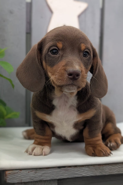 MINI DACHSHUND (MAR 23) MALES