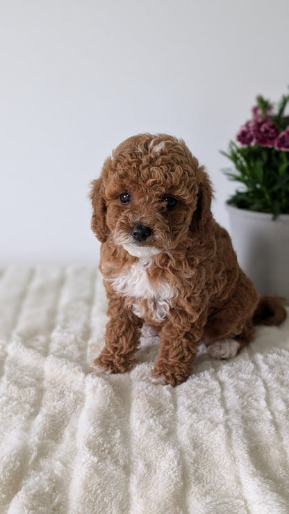 MINI GOLDENDOODLE (MAR 13) FEMALES