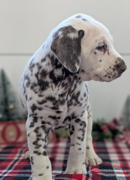 DALMATIAN (OCT 26) MALES