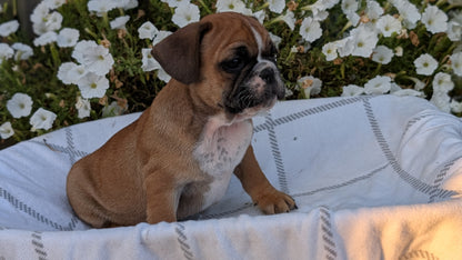 FRENCH BULLDOG (07/15) MALE