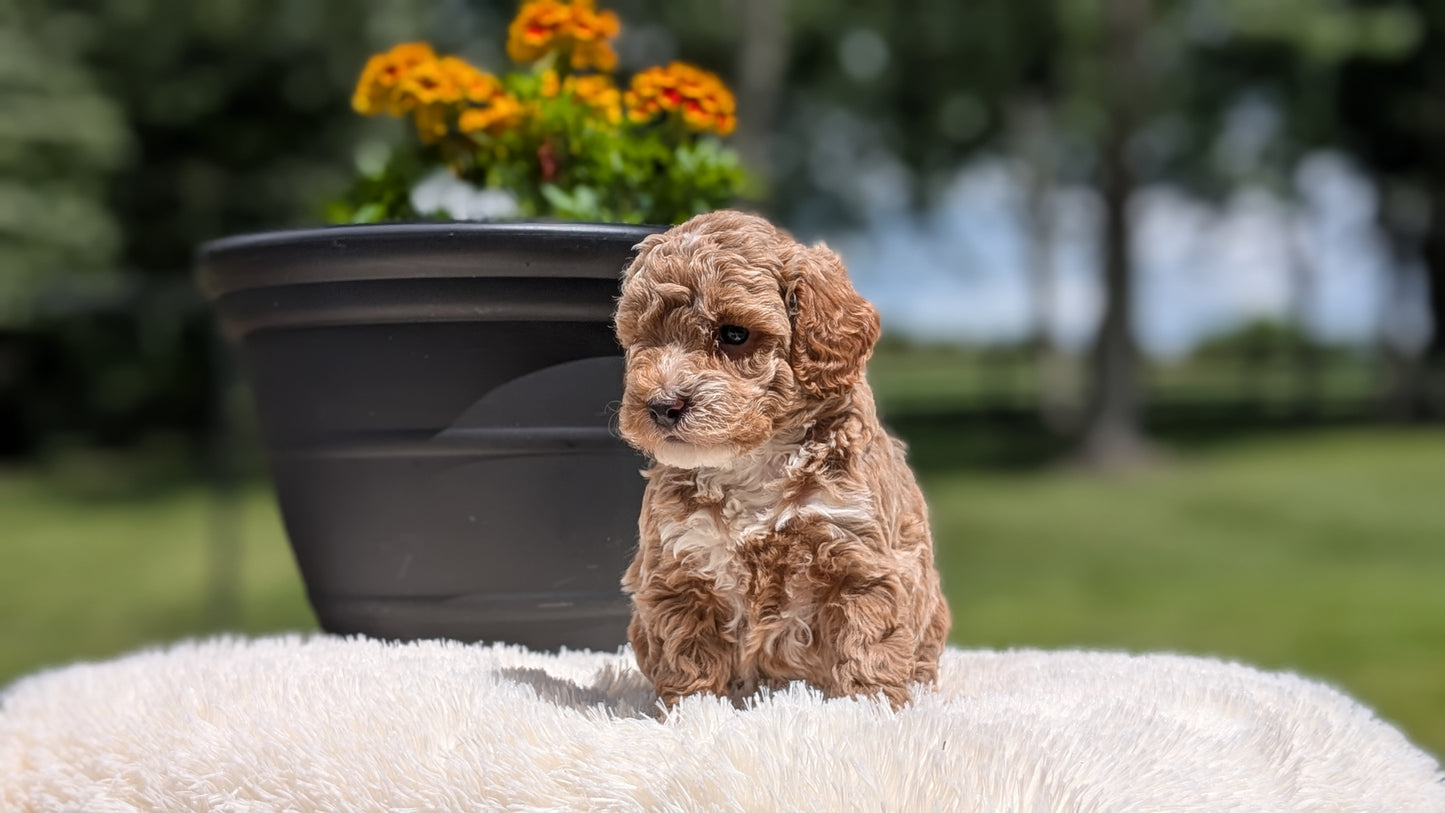 MINI POODLE (MAY 12) FEMALES