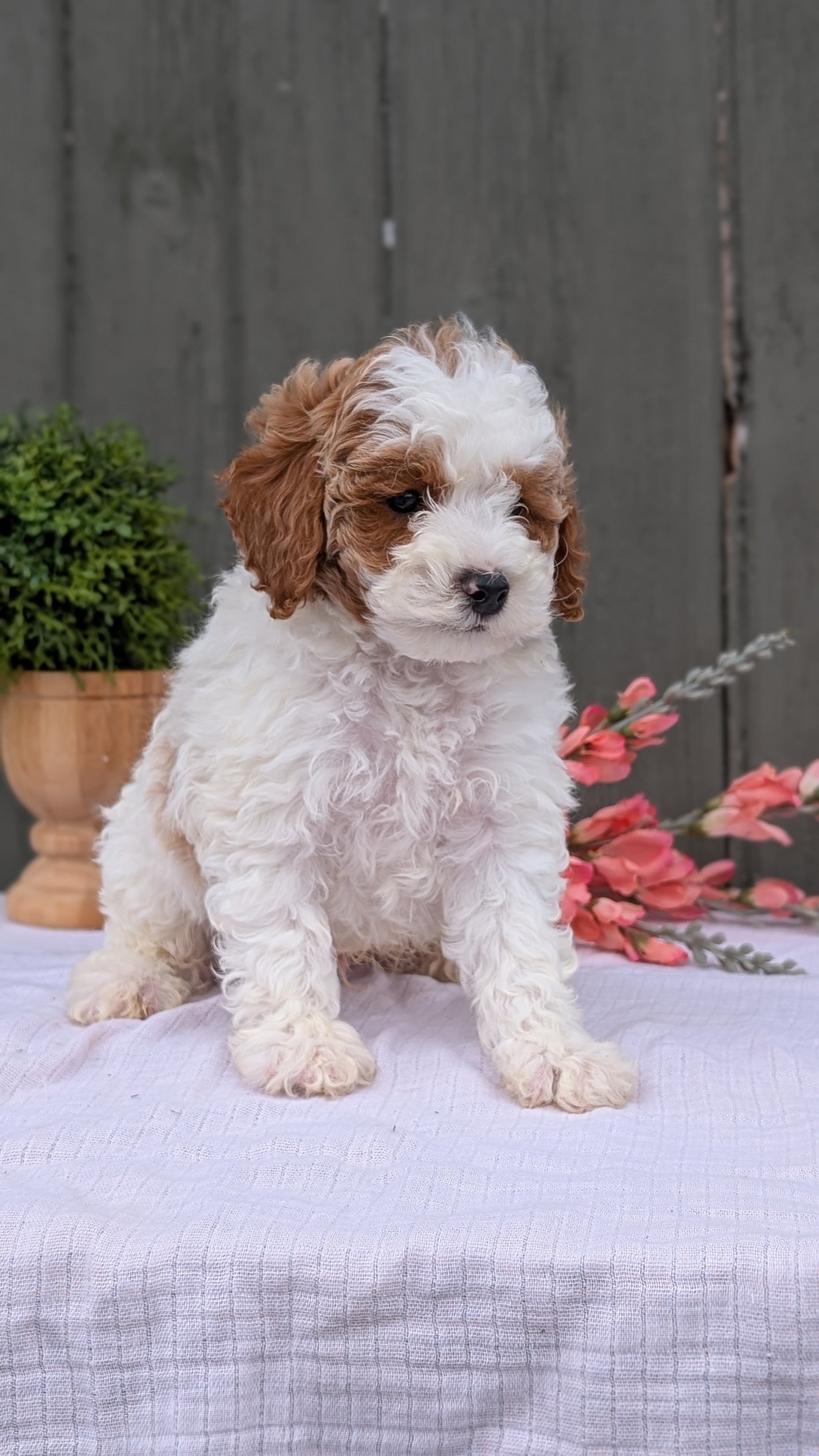 MINI POODLE (MAY 08) MALES