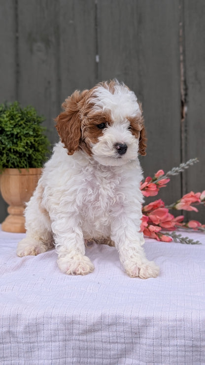 MINI POODLE (MAY 08) MALES