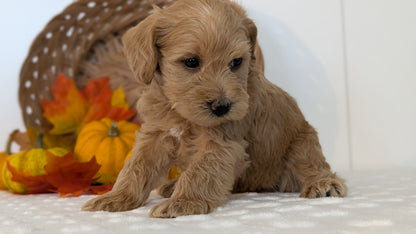 SCHNOODLE (SEP 03) 4 FEMALES/3 MALES