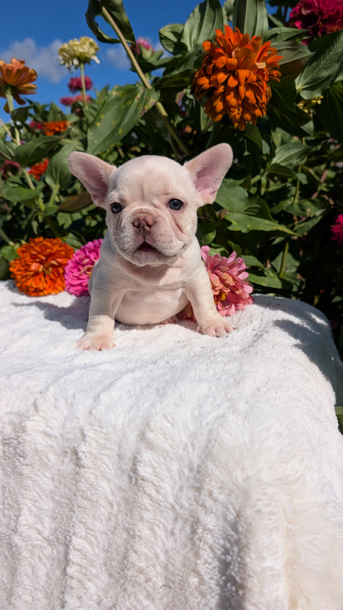 FRENCH BULLDOG (07/08) MALE