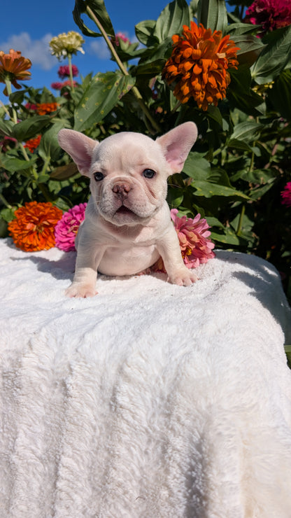 FRENCH BULLDOG (07/08) MALE