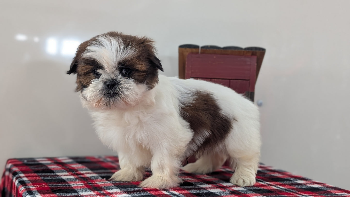 SHIH TZU (DEC 10) MALES