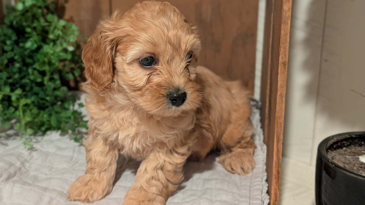 COCKAPOO (AUG 17) 3 FEMALES/1 MALE