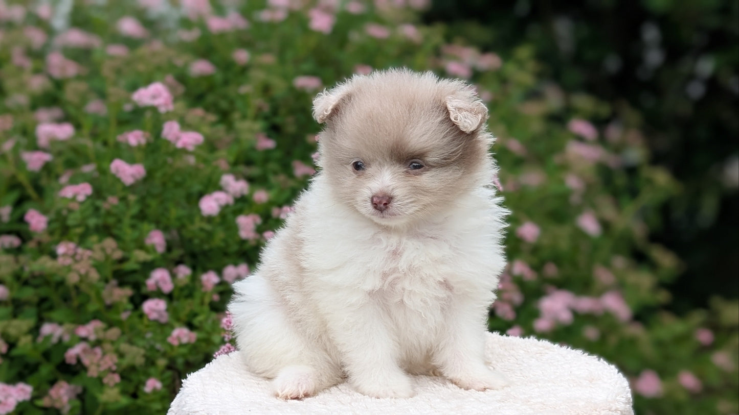 POMERANIAN (04/22) FEMALE