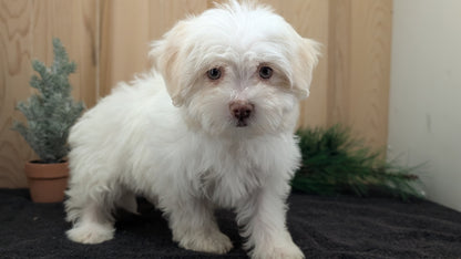 HAVANESE (09/13) FEMALE