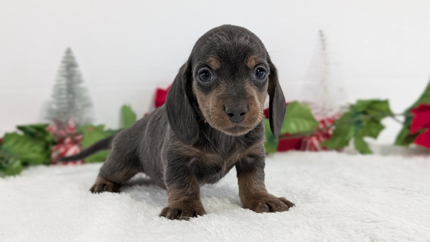 MINI DACHSHUND (OCT 20) MALES