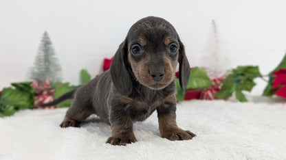 MINI DACHSHUND (OCT 20) MALES