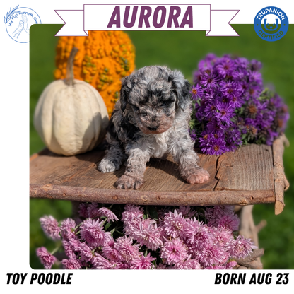 TOY POODLE (08/23) FEMALE