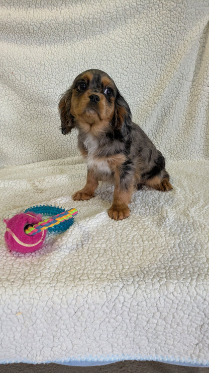 CAVALIER (12/22) FEMALE