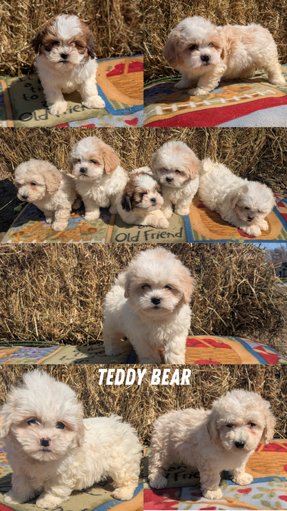 TEDDY BEAR (02/18) MALE