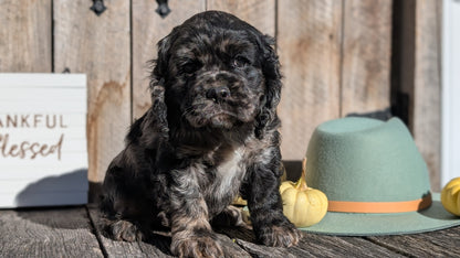 COCKER SPANIEL (09/19) MALE