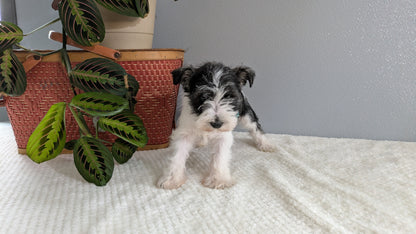 MINI SCHNAUZER (01/08) FEMALE