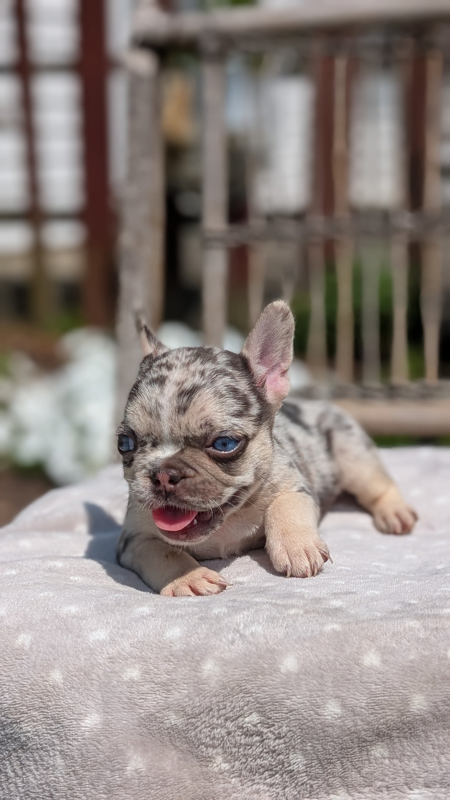FRENCH BULLDOG (05/16) FEMALE