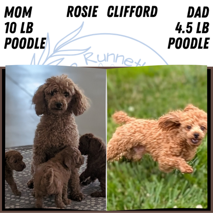 TOY POODLE (SEP 10) 4 MALES/2 FEMALES