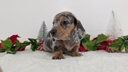 MINI DACHSHUND (OCT 20) FEMALES