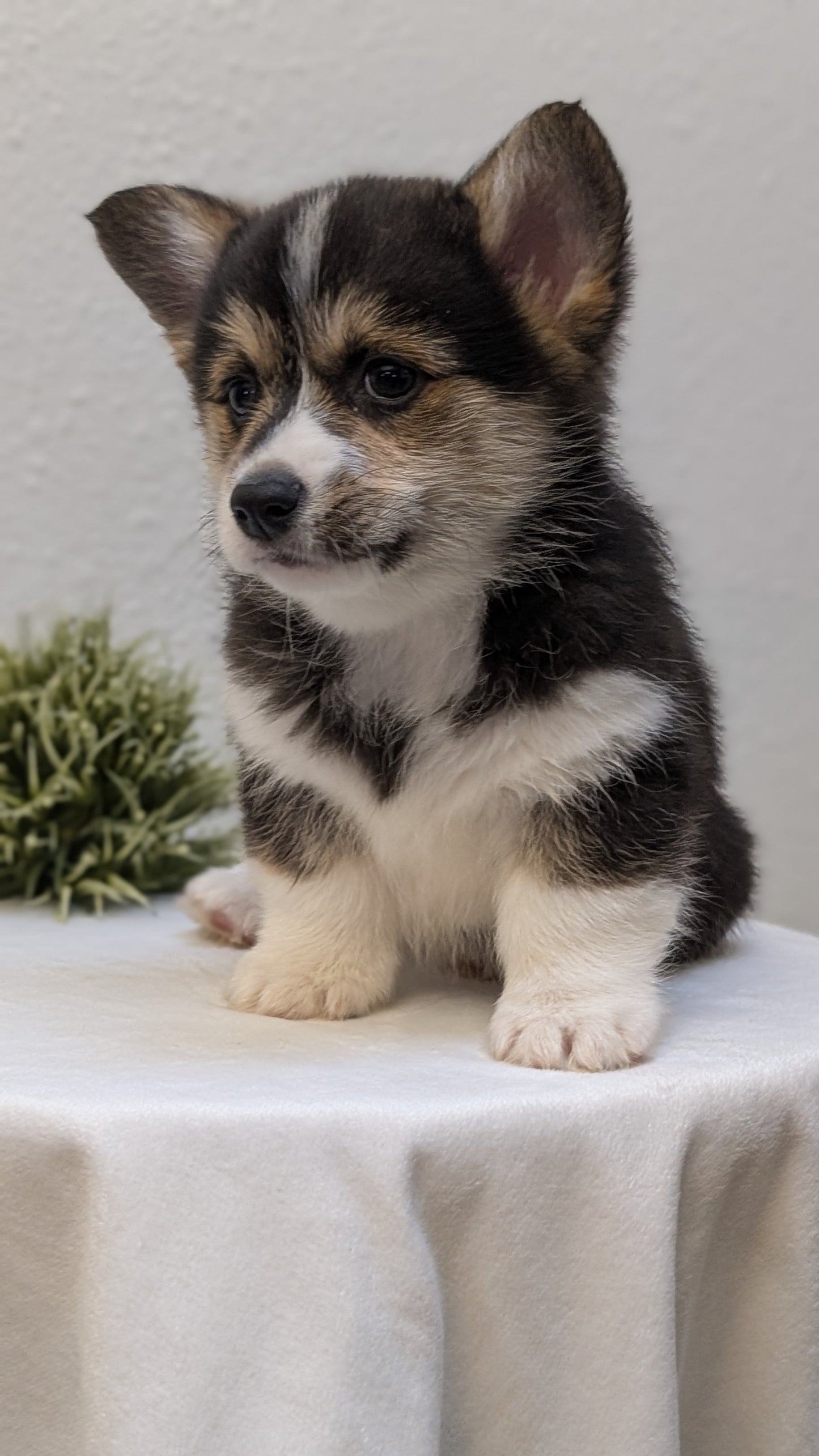 CORGI (JAN 05) MALES