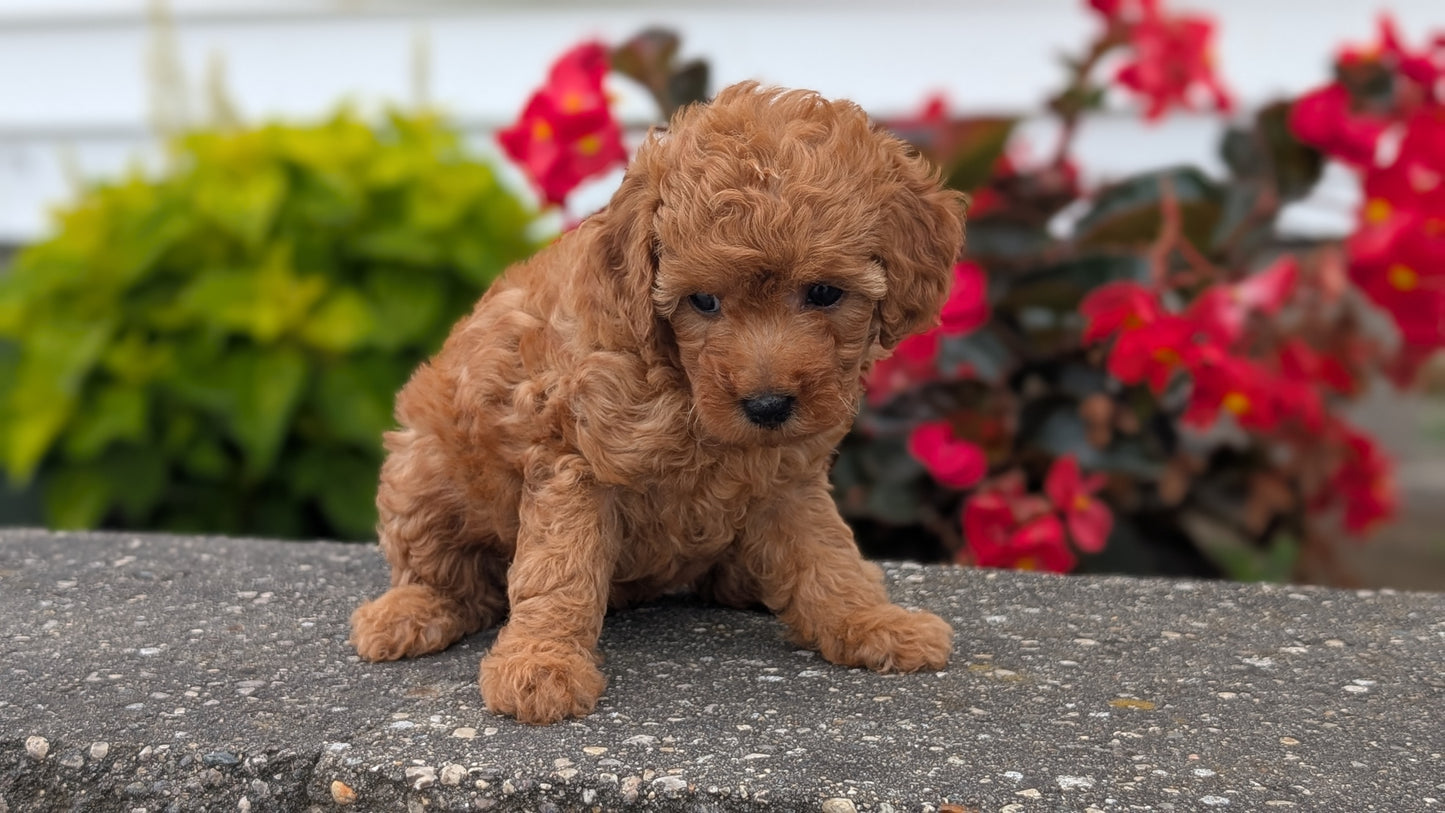 TOY POODLE (07/04) FEMALE