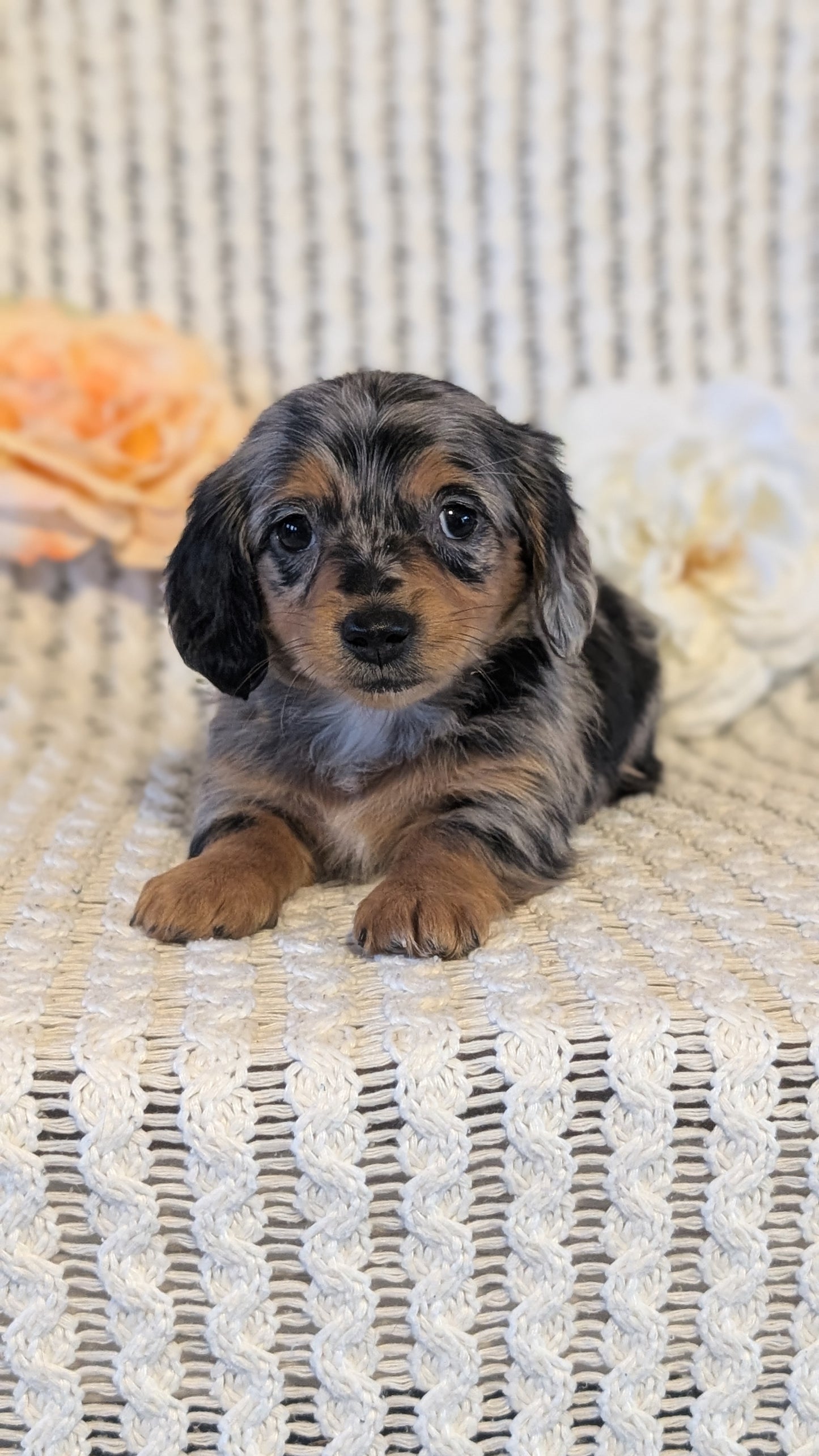 MINI DACHSHUND (JAN 01) FEMALES