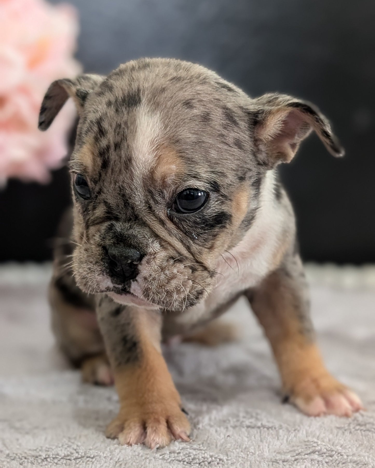 ENGLISH BULLDOG (FEB 09) FEMALES