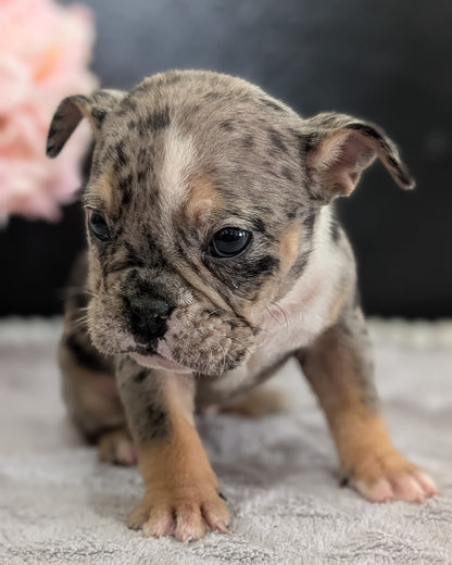 ENGLISH BULLDOG (FEB 09) FEMALES