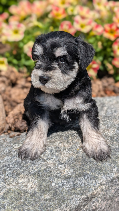 MINI SCHNAUZER (05/29) MALE