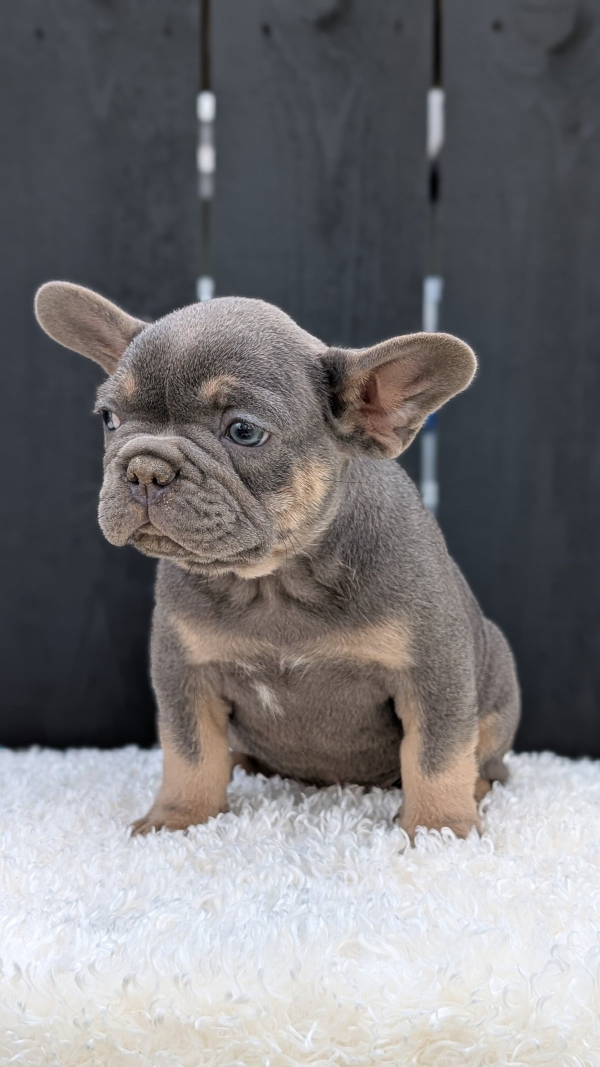 FRENCH BULLDOG (JUN 29) 3 MALES