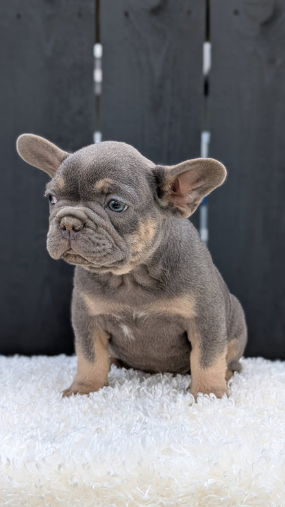 FRENCH BULLDOG (JUN 29) 3 MALES